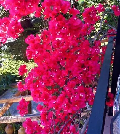 公寓 Nikis 阿齐欧斯·贡多斯